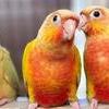 Hand-Raised Companion Birds – Conures, Kakariki, Quakers, Indian Ringnecks