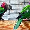 Hawk head parrot