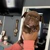 Female Exotic Bully puppy