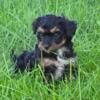 Yorkiepoo female 