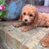 Cavapoo puppies adorable