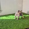 Exotic bully