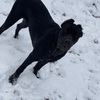 Cane Corso Pups  (Italian Mastiff)