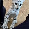 Exotic hybrid Savannahs, SBT kittens