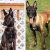 Belgian malinois  pups  due 12/20/24