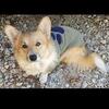 Akc corgi stud muffin gorgeous male 