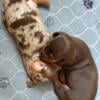 Miniature Dachshunds 