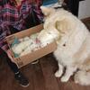 XL Cotten Balls- Malanees/Great Pyrenees and Alaskan Malamute