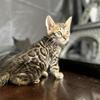 TICA Registered Purebred Male Brown Bengal Born 3/11/2026