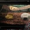 Pastel banana ball python