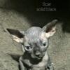 All black male sphynx sphynx kitten cat