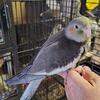 Cockatiels , hand fed , ready now