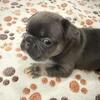 Fluffy ,Merle, frenchie