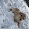 FREE AKC REG male golden retriever puppy