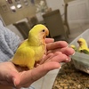 Baby peach faced lovebirds for sale