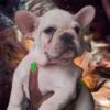 French bulldog puppies looking for new homes