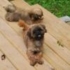 2 shih tzu dogs downsizing