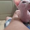 Sphynx kittens