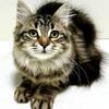 Siberian kitten FOR SALE DOB 08-02-25  female, brown classic tabby, SUGAR SWEET! SPECIAL PRICE!