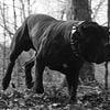 American Bandogge Mastiff