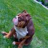 Female English Bulldog Available 