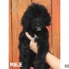 Standard Poodle Babies 