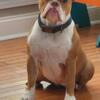 11 month Olde English Bulldogge