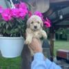 Goldendoodle Male Minis