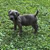 Cane Corso pups