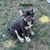 AKC Fluffy French bulldog puppies