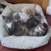 Fluffy Kittens for sale
