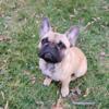 7 month old French Bulldog