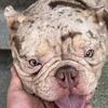 Exotic American Bully 