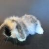 Holland lop bunnies looking for forever home!