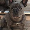 French bulldog puppies Florida