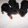 Yorkshire terrier For Sale