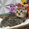 Kittens