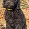 Yellow  Collar AKC Poodle Puppy