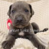 AKC Blue Great Dane Puppies 