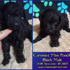Miniature Poodle Male