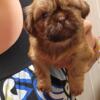 Shihtzu  puppies for sale