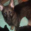 German Shepherd puppies sable color and black and tan boys available