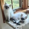 Ragdoll sisters looking for forever home. 