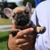 French Bulldog Available