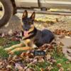 Purebred German Shepherd Puppies