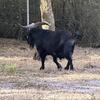Pygmy FAINTING “Jose Gaspar Spanish” Goat FOR SALE - World Famous
