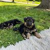 German shepherd puppies