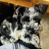 Female Schnauzer Puppy