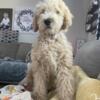 Goldendoodle puppy female (fee or trade)