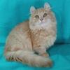 Standard munchkin highland lynx 